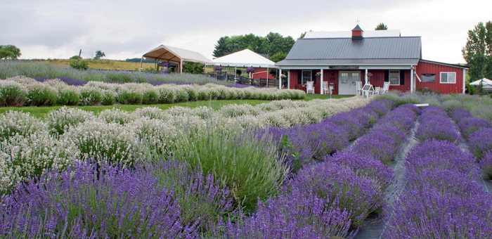 local grown lavender