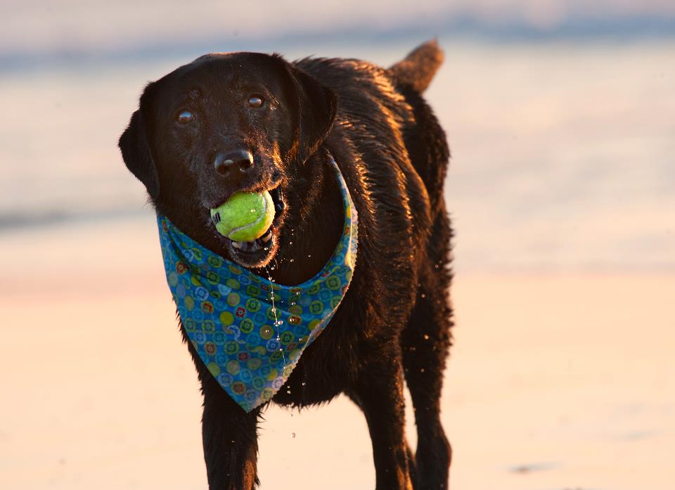 beach labrador dog portrait
