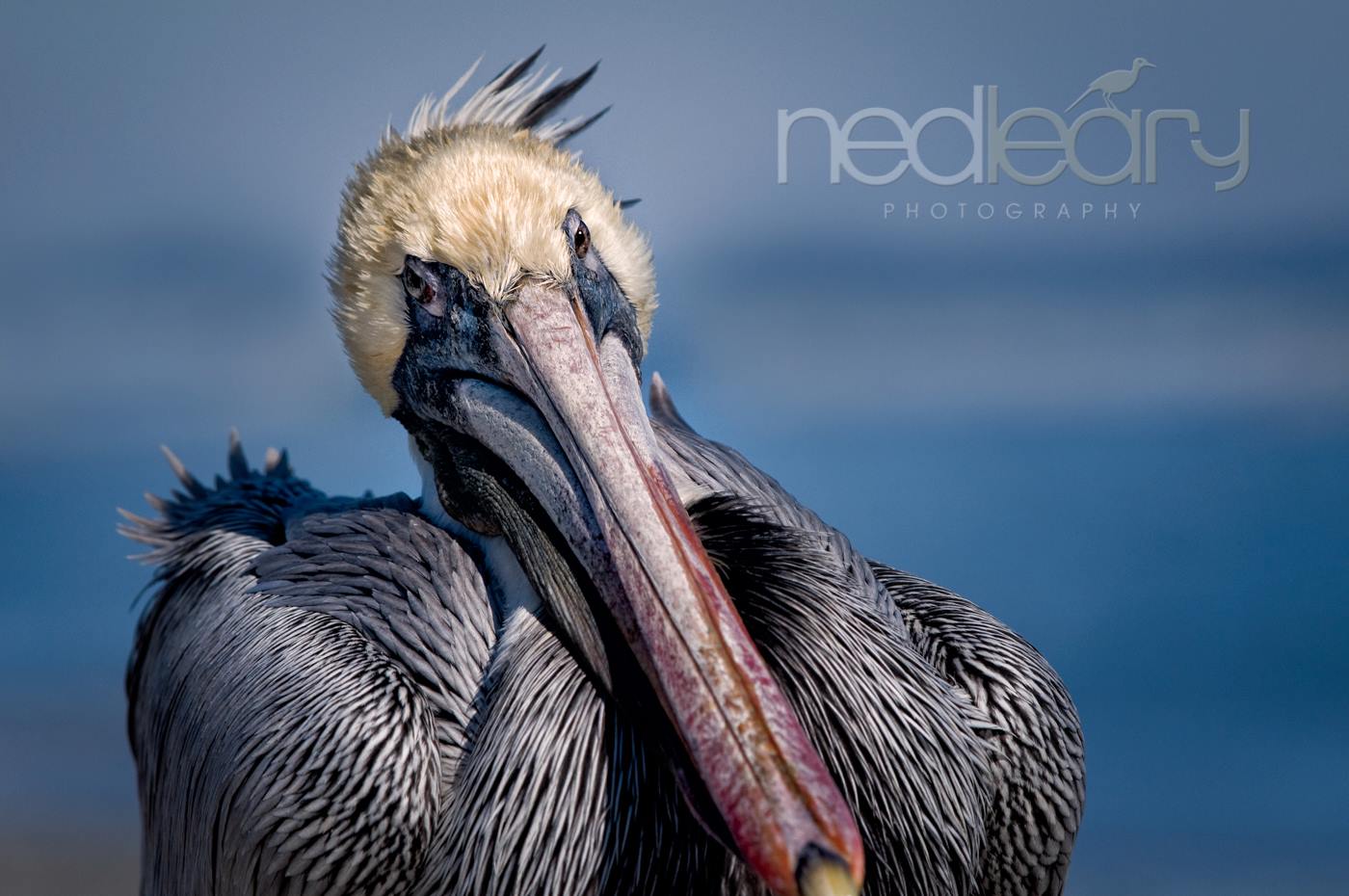 wildlife pelican beach photo