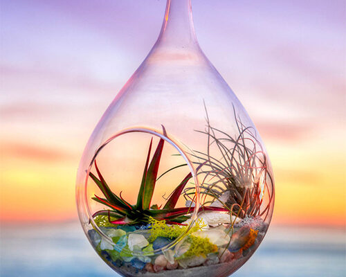 air plant terrarium