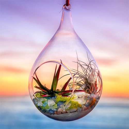 air plant terrarium